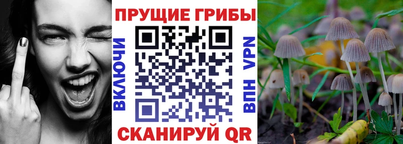 Купить  Бор  Галлюциногенные грибы Psilocybine cubensis 