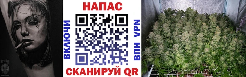 МАРИХУАНА сатива  Купить закладки  Бор 